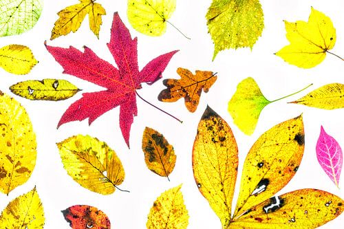 Feuilles d'automne colorées sur fond blanc