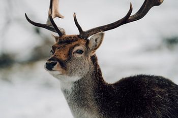 Cerf Tranquille dans un Paysage Enneigé
