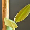 Rubberboom Ficus Robusta van Philipp Klassen