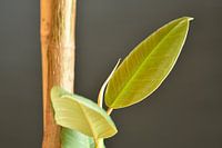 Rubber tree Ficus Robusta