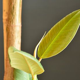 Rubberboom Ficus Robusta van Philipp Klassen