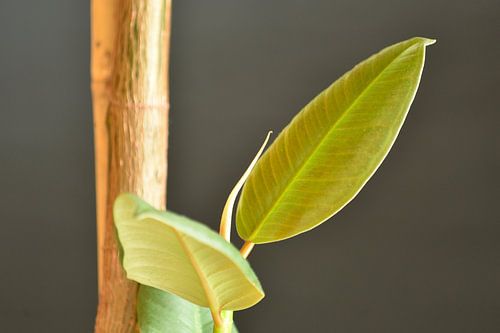 Rubberboom Ficus Robusta van Philipp Klassen