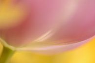 roze tulp heel dichtbij van Gonnie van de Schans thumbnail