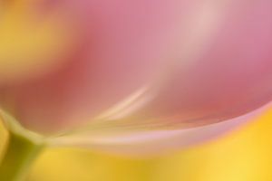 roze tulp heel dichtbij