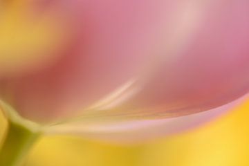 roze tulp heel dichtbij van Gonnie van de Schans
