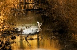 Witte reiger in het laatste licht.