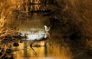 Witte reiger in het laatste licht. van Ellen Driesse