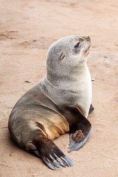 Baby zeeleeuw ligt op het strand van Simone Janssen