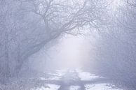 Een mistige koude en magische winterochtend in Natuurgebied de Maashorst van Rob Christiaans thumbnail