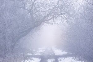 Een mistige koude en magische winterochtend in Natuurgebied de Maashorst