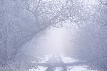 Een mistige koude en magische winterochtend in Natuurgebied de Maashorst