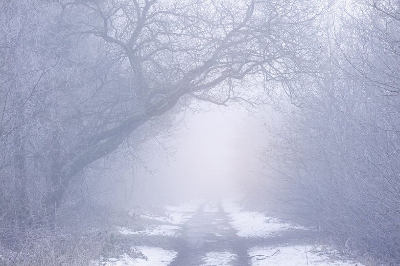 Een mistige koude en magische winterochtend in Natuurgebied de Maashorst van Rob Christiaans