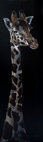 Giraffe mit schwarzem Hintergrund 2