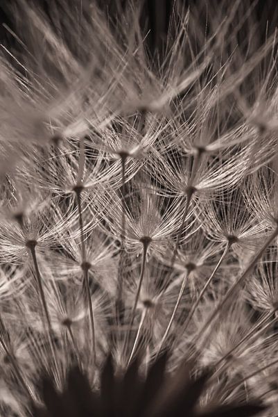 A roof of dandelion fluff by Marjolijn van den Berg