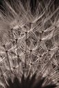 A roof of dandelion fluff by Marjolijn van den Berg thumbnail