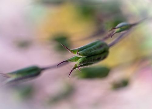 Akelei Samenkapsel von Kilian Schloemp