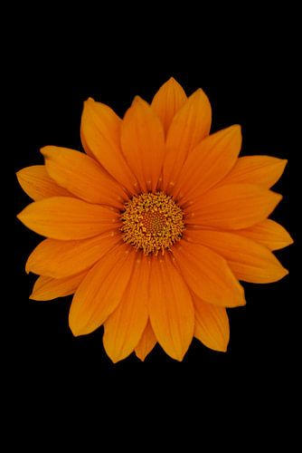 Blumenporträt der Gerbera