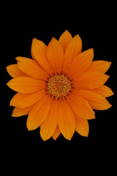 Blumenporträt der Gerbera von Foto Studio Labie