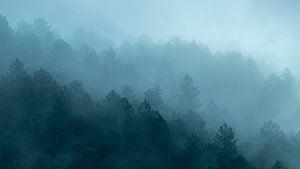 Arbres dans le brouillard