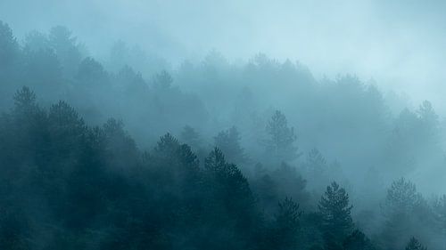 Trees in the fog by Halma Fotografie