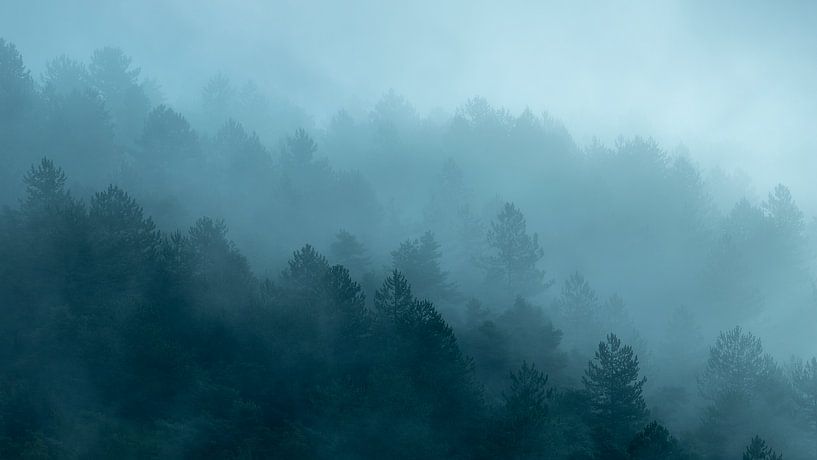 Trees in the fog by Halma Fotografie