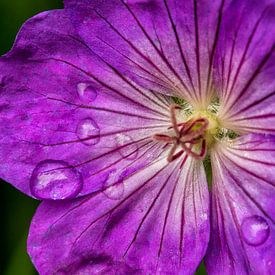 Macro photo of raindrops on a purple flower von noeky1980 photography
