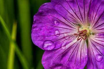 Macro photo of raindrops on a purple flower