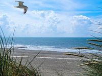 Nieuwsgierige meeuw aan de Noordzeekust van Borkum