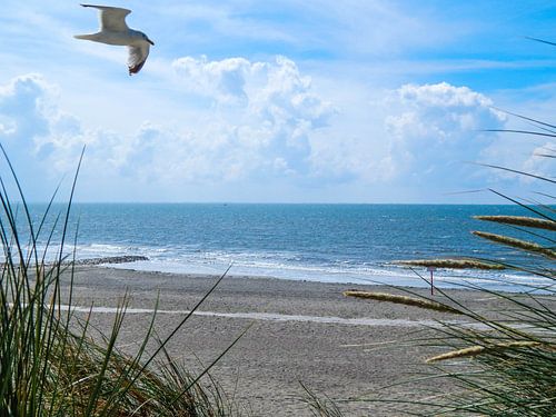 Neugierige Möwe an der Nordseeküste auf Borkum