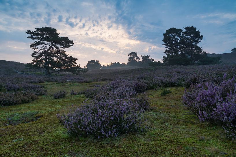 De twee bomen van Francois Debets