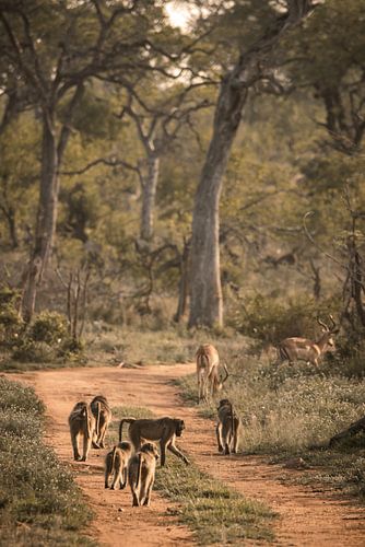 Foerageren in de ondergaande zon