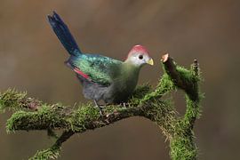 Red-crested Turaco (Tauraco erythrolophus) by Ronald Pol
