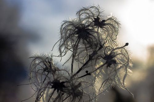 The seeds of a wild plant