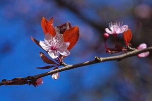 Blüte in der Blüte.