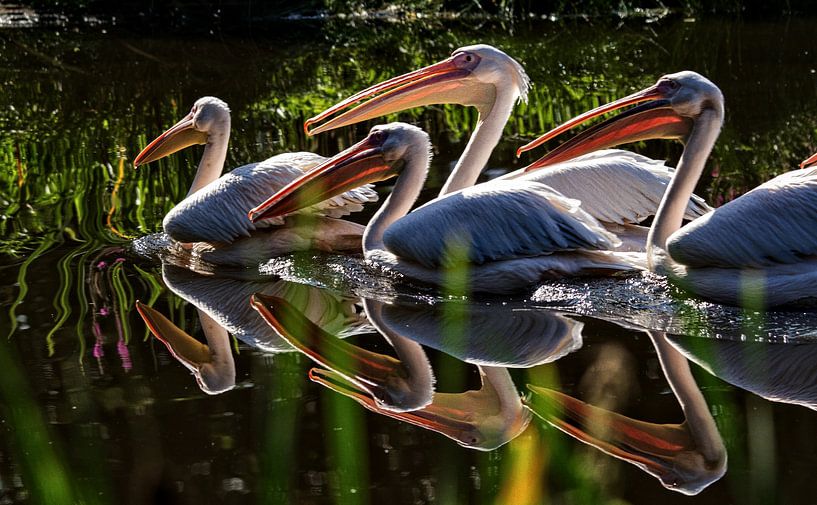 Rosapelikan von Holger Felix