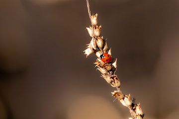 Ladybird on spent branch by Josine Claasen