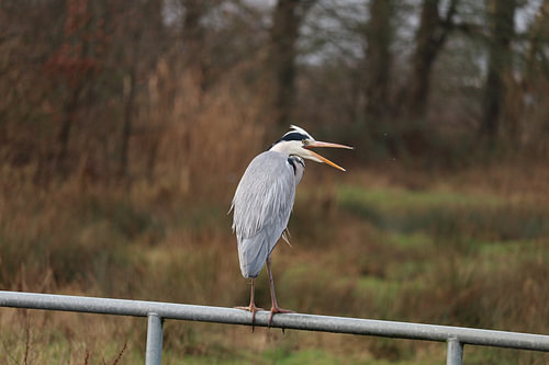 Reiger