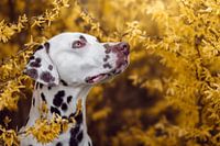 Dalmatian in yellow flowers