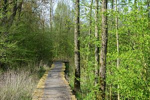 Plattform durch den Wald