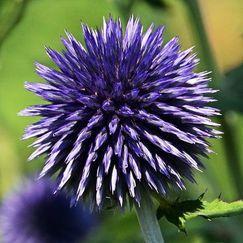 a blue ball of thistle in the garden