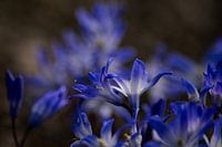 Scila, paars bloemetje