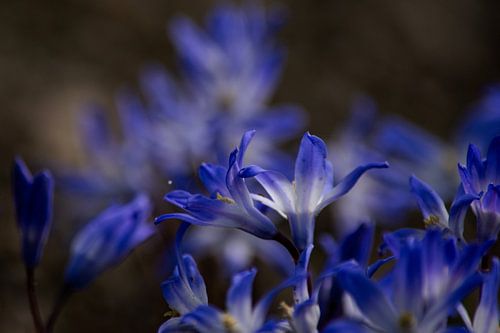 Scila, paars bloemetje