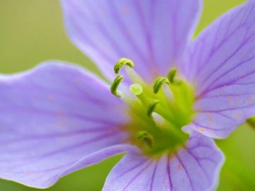 Cardamine des Prés sur Caroline Lichthart