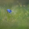 Petite fleur bleue fragile avec un joli bokeh en arrière-plan sur Silvia Thiel