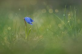 Kleine zarte blaue Blume mit schönem Bokeh im Hintergrund von Silvia Thiel