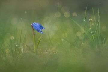 Klein fragiel blauw bloemetje met mooie bokeh in de achtergrond van Silvia Thiel