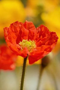 Mohnblume