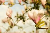 Lentebloesem Magnolia 1 van Joske Kempink thumbnail