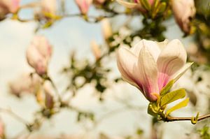 Lentebloesem Magnolia 1 van Joske Kempink