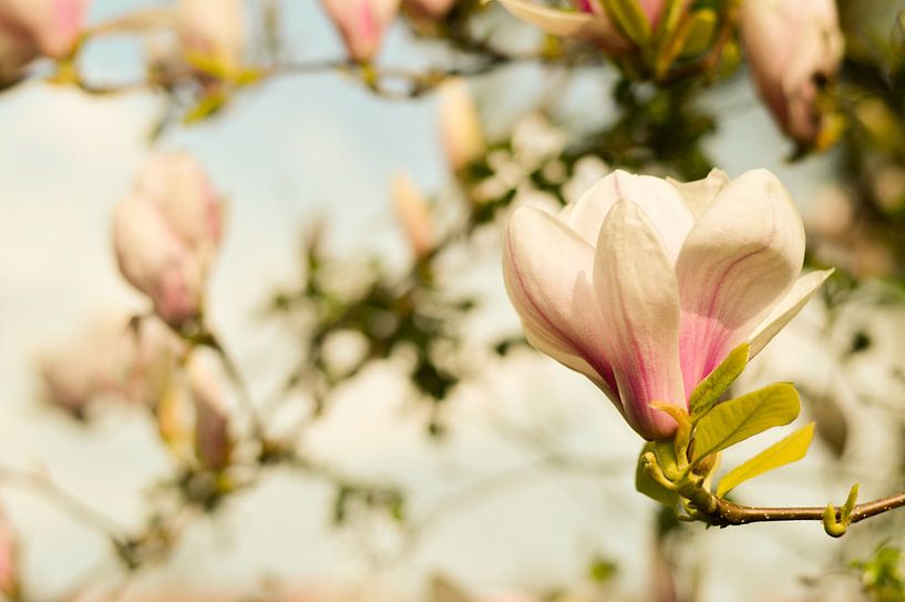 Fleur de printemps Magnolia 1 par Joske Kempink